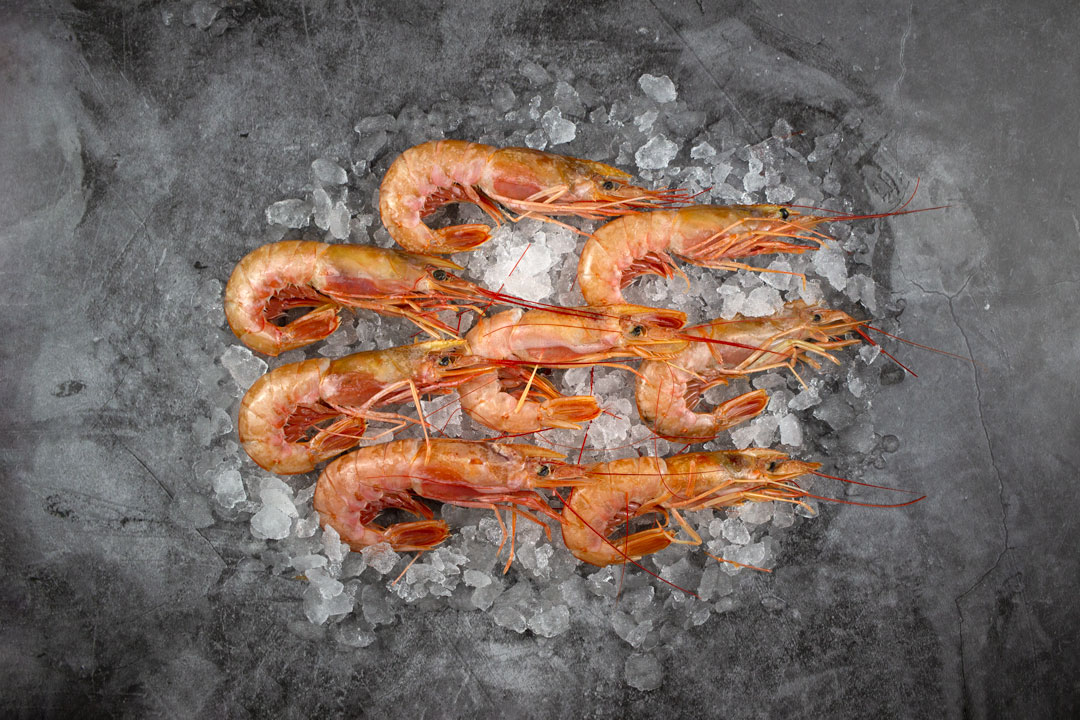  Shrimp